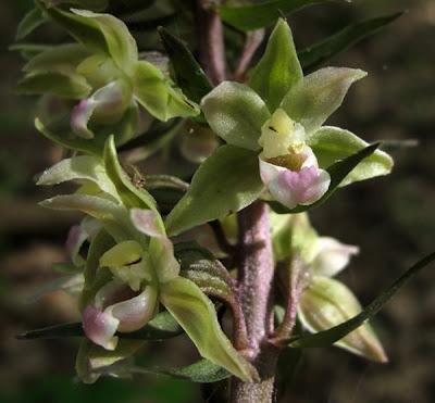 Epipactis purpurata, la plus tardive de nos Épipactis lorraines