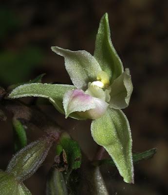 Epipactis purpurata, la plus tardive de nos Épipactis lorraines