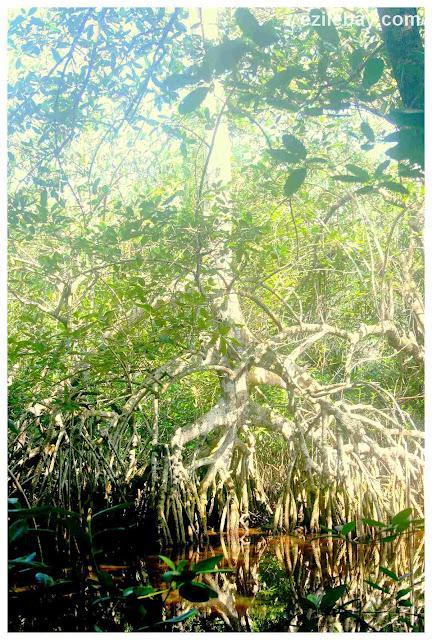 Ezile bay : vues de la mangrove, views of the mangrove