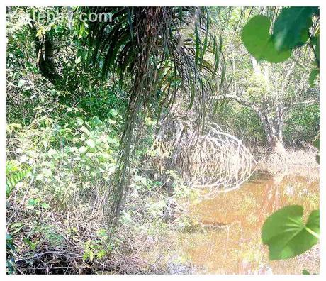 Ezile bay : vues de la mangrove, views of the mangrove