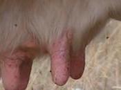 Paysans, lait météo: