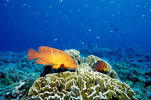 15 % des truites de la Grande Barrière de corail, dans le Pacifique, présentent des lésions cutanées.