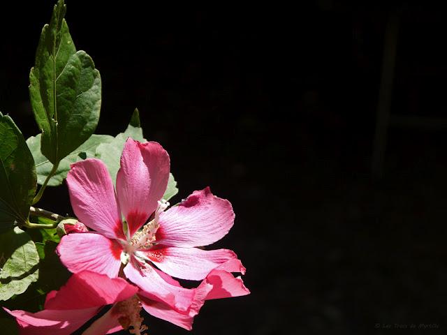 CLAIR OSCUR - Projet Photo 52 (semaine #32)