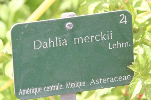 6 dahlia merckii paris 21 juil 2012 201.jpg