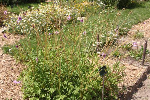 1 dahlia merckii paris 21 juil 2012 200.jpg