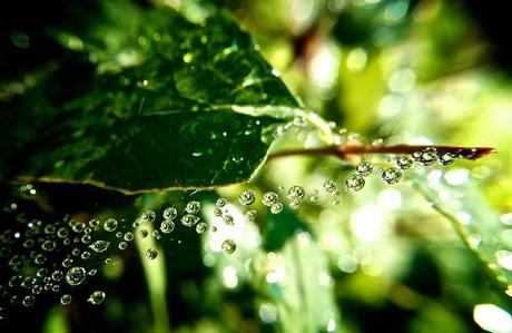 Jeudi Macro Folie #4 anteketborka.blogspot.com, drops8