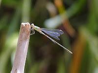 Jeudi Macro Folie #4 Jeudi Macro Folie #4