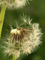 Jeudi Macro Folie #4 Jeudi Macro Folie #4