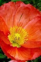 Jeudi Macro Folie #4 Jeudi Macro Folie #4