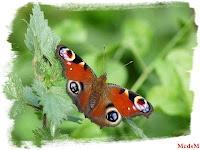 Jeudi Macro Folie #4 Jeudi Macro Folie #4