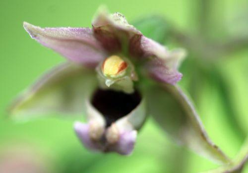 3 epipactis romilly 29 juil 2012 085.jpg