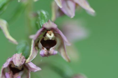 1 epipactis romilly 29 juil 2012 083.jpg