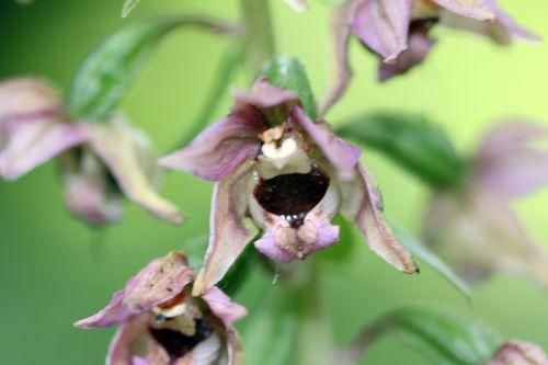 2 epipactis romilly 29 juil 2012 088.jpg