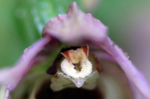 5 epipactis romilly 29 juil 2012 082.jpg