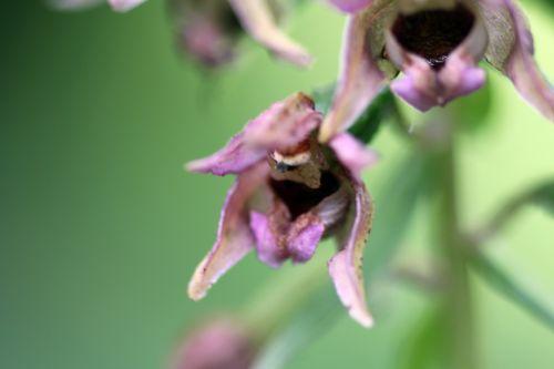 4 epipactis romilly 29 juil 2012 086.jpg