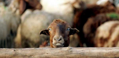 Un collier qui crie au loup