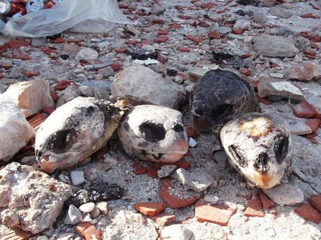 Massacre quotidien de tortue marine en Tunisie