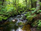 Évasion mauricienne