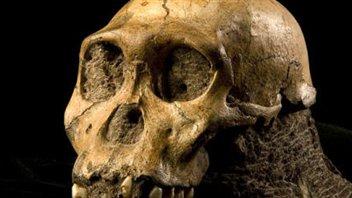 Australophithecus sediba