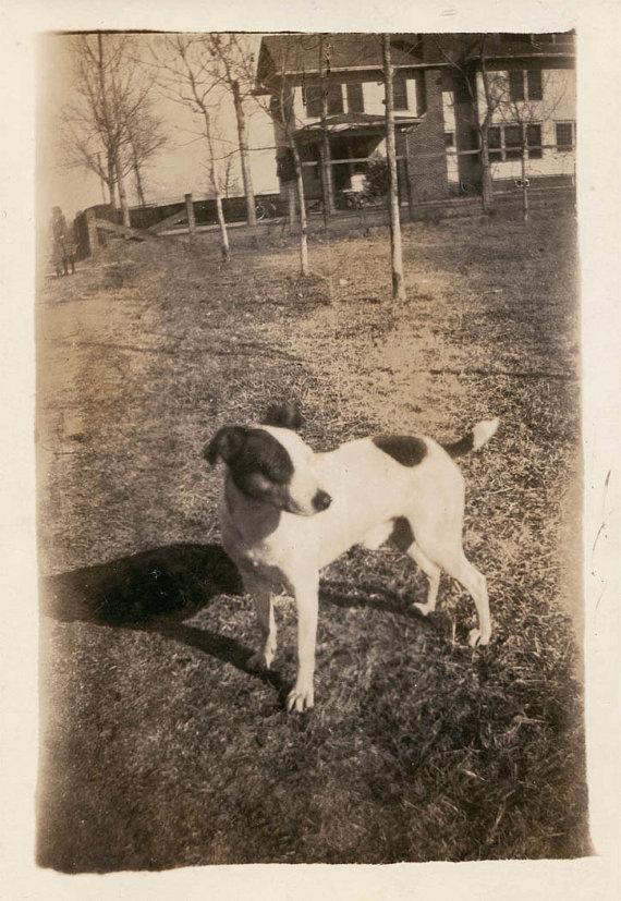 Les chiens de la campagne !