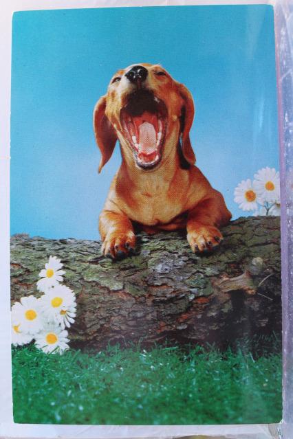 Les chiens de la campagne !