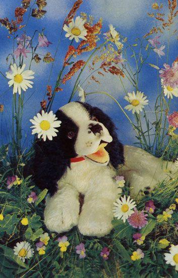 Les chiens de la campagne !