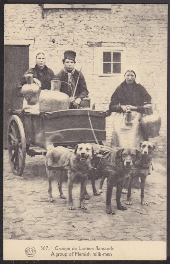 Les chiens de la campagne !