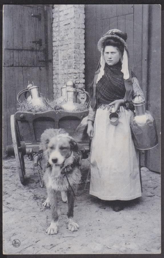 Les chiens de la campagne !