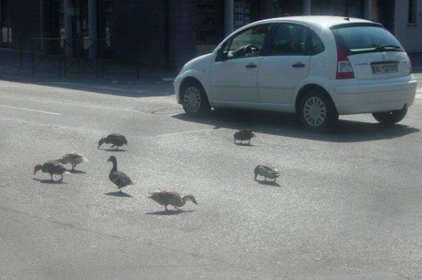 Manifestation à Aire-sur-la-Lys ce vendredi 10 août : les canards occupent la chaussée !