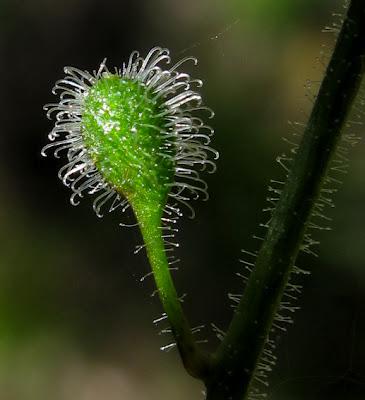 En forêt (2) : Gesse des bois, Circée et un œillet