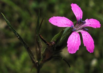 En forêt (2) : Gesse des bois, Circée et un œillet