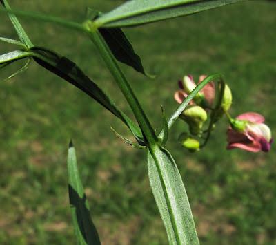 En forêt (2) : Gesse des bois, Circée et un œillet