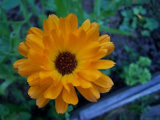 Le seul endroit où les soucis sont un bienfait