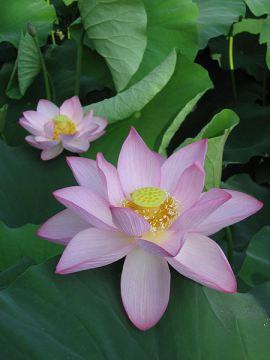 Tissu en fleur de lotus