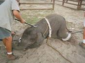 Regarde comme l'air heureux l'éléphant