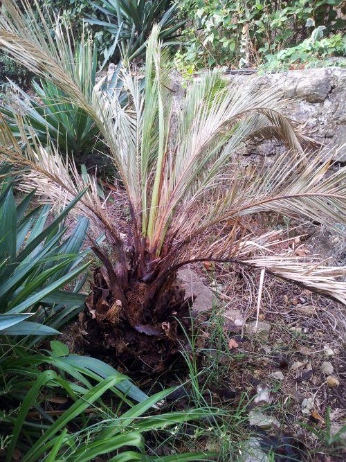 Un nouveau palmier attaqué par le charençon rouge...