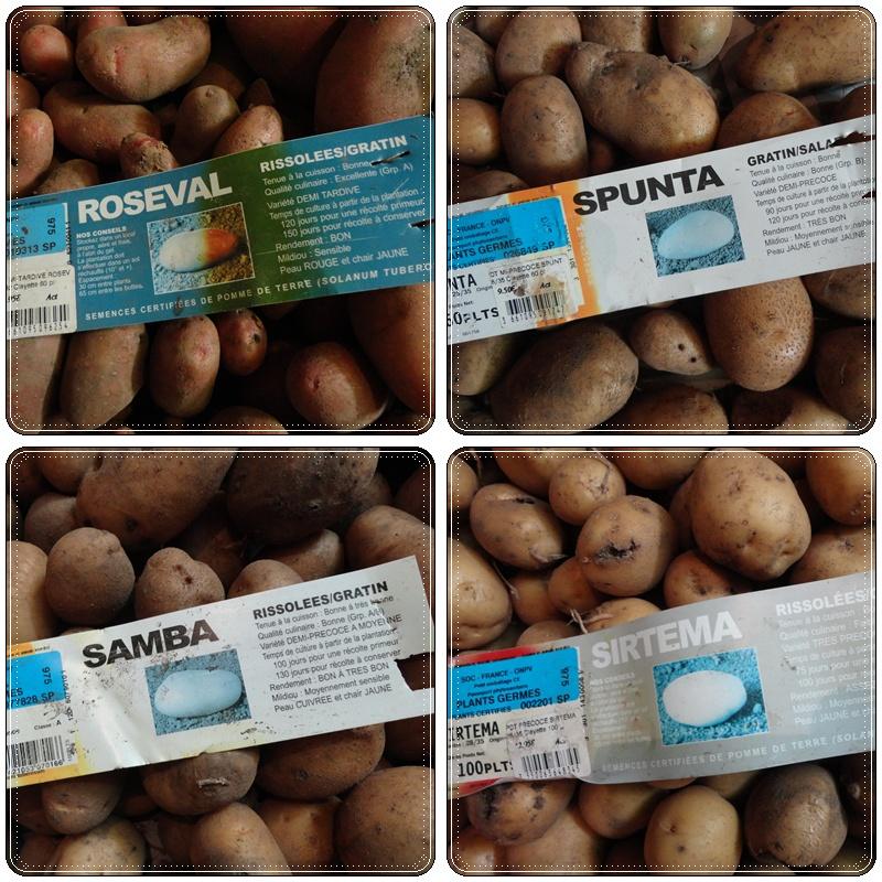 Petite récolte de pommes de terre, 3 août 2012