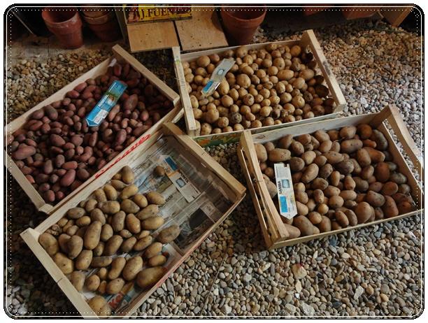Petite récolte de pommes de terre, 3 août 2012