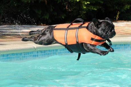 Pour éviter la noyade, il existe sur le marché des gilets de sauvetage adaptés aux chiens qui peuvent permettre d'éviter une noyade.