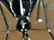 MOUSTIQUES TIGRES France, faut-il craindre dengue chikungunya? InVS