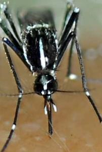 MOUSTIQUES TIGRES en France, faut-il craindre la dengue ou le chikungunya? – InVS et ARS