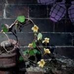 La grenade 100% écolo… Optez pour la guerilla jardinnage !