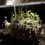 La grenade 100% écolo… Optez pour la guerilla jardinnage !