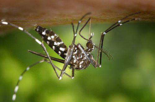 aedes 800px-CDC-Gathany-Aedes-albopictus-1.jpg