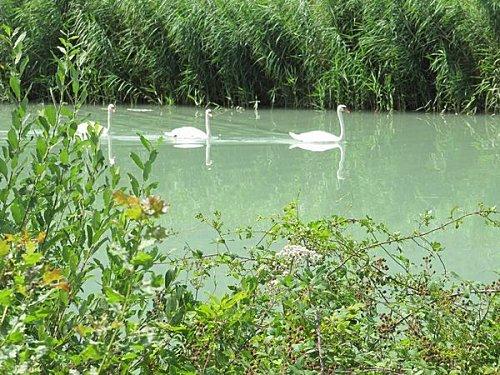 Plan d'eau à Motz 03