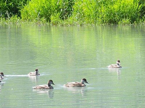 Plan d'eau à Motz 15