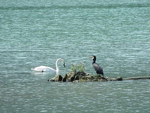 Plan d'eau à Motz 25