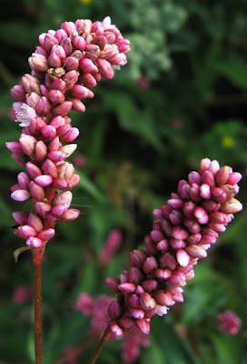 Au bord de l’eau (5) : Trois Renouées (Polygonum)