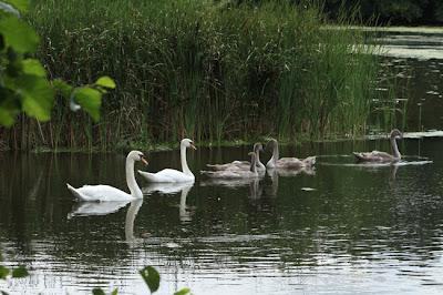 Promenade en famille