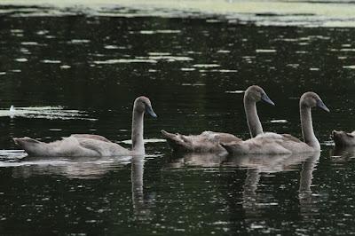 Promenade en famille